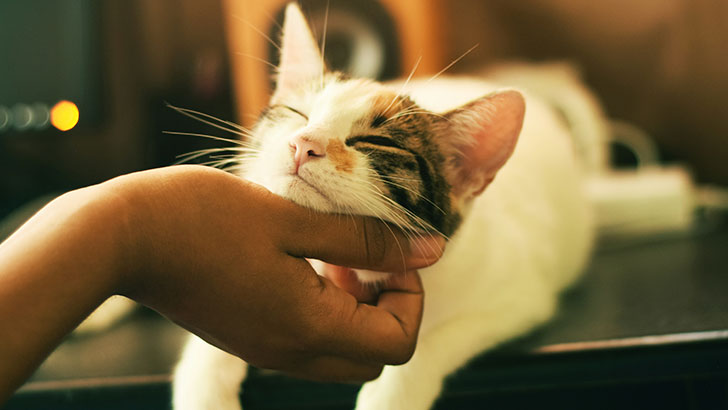 Adestramento em casa: 10 cuidados com gatos idosos que você precisa ter