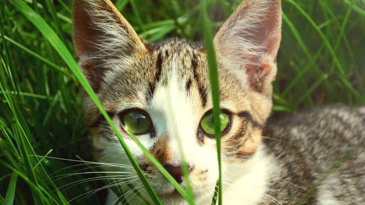 Cientistas confirmaram que os amantes de gatos viverão mais do que outros