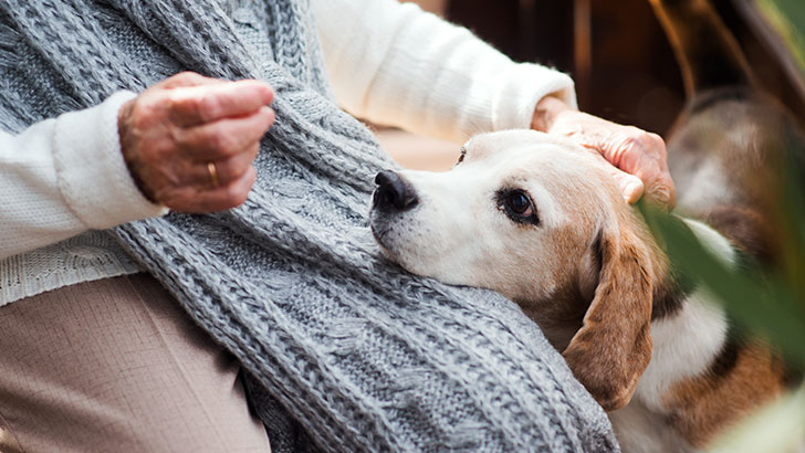 Cuidados especiais com cães idosos: o que você precisa saber